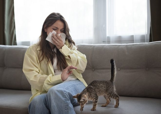 Cat Sneezes Decoded: Signs of Feline Herpes or Chlamydia